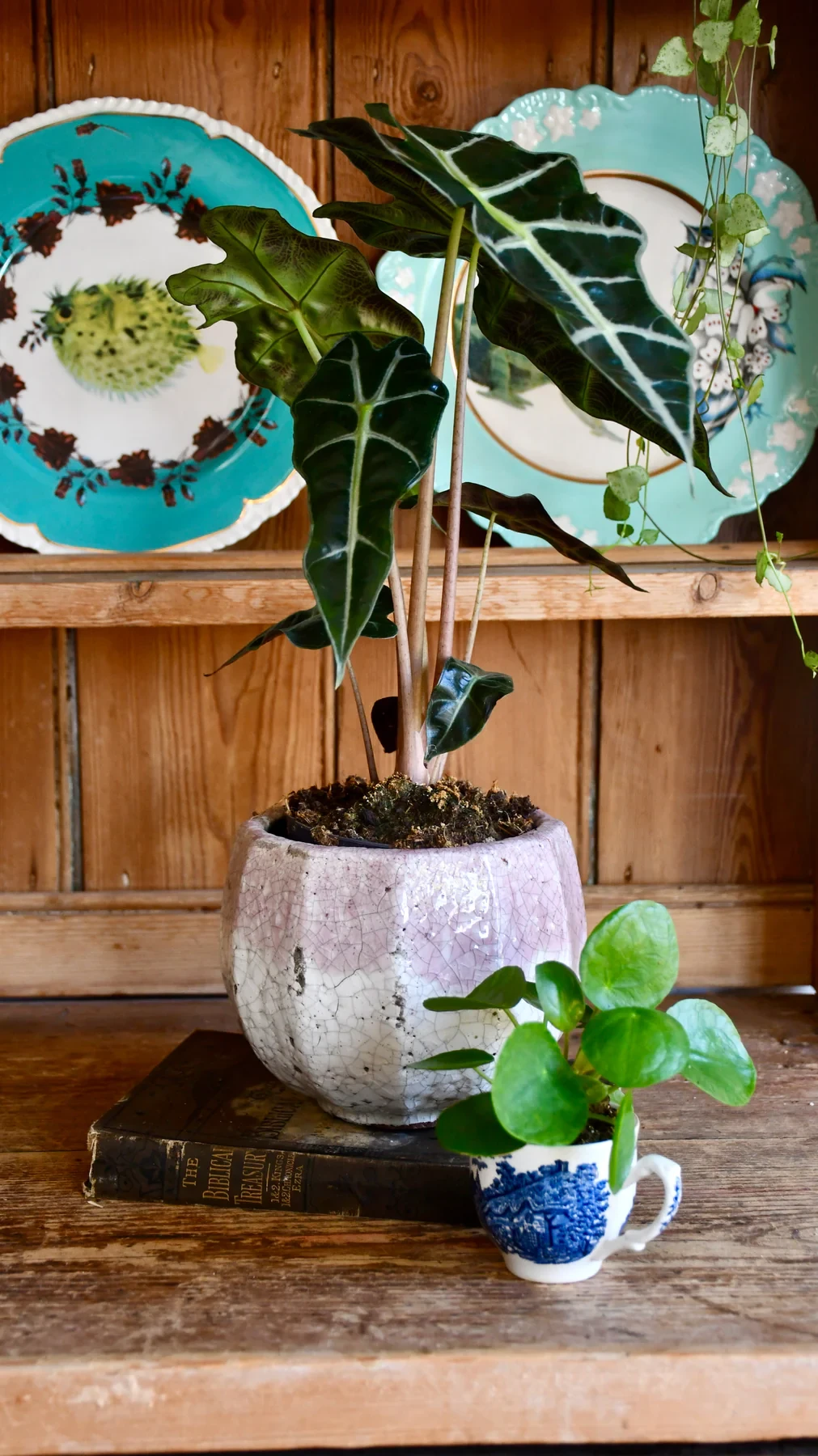 Small Alocasia amazonica 'alocasia polly'