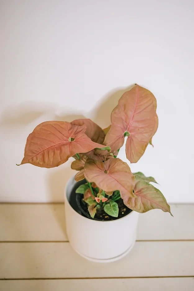 Syngonium Neon