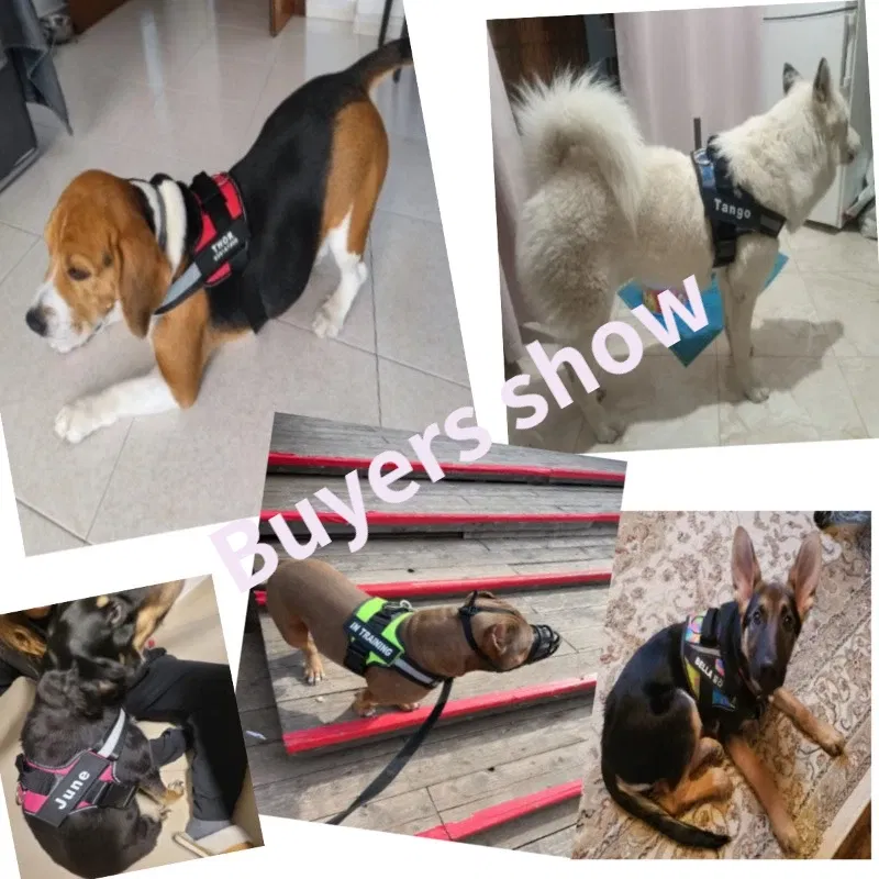 Color: Silver, Size: M - Custom Dog Harness Reflective and Breathable Adjustable Tank Top Free Personalized  Name Label Pet leash Set